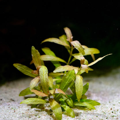 hygrophila polysperma rosanervig aquatic plant in sand
