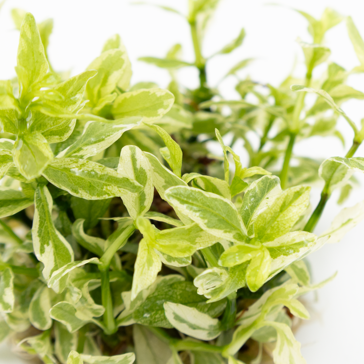 Close up of green and white leaves of hygrophila polysperma white aquarium plant 