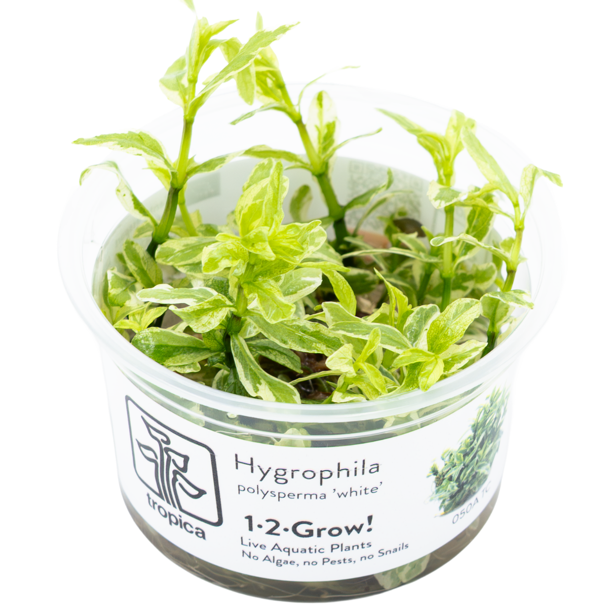 Pot of hygrophila polysperma white aquarium plant in vitro 