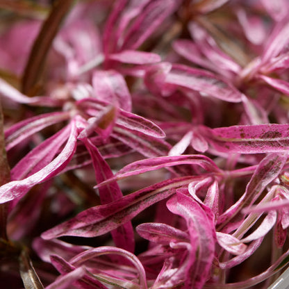 Close-up of pink and white striped leaves hygrophila sp chai aquarium plant
