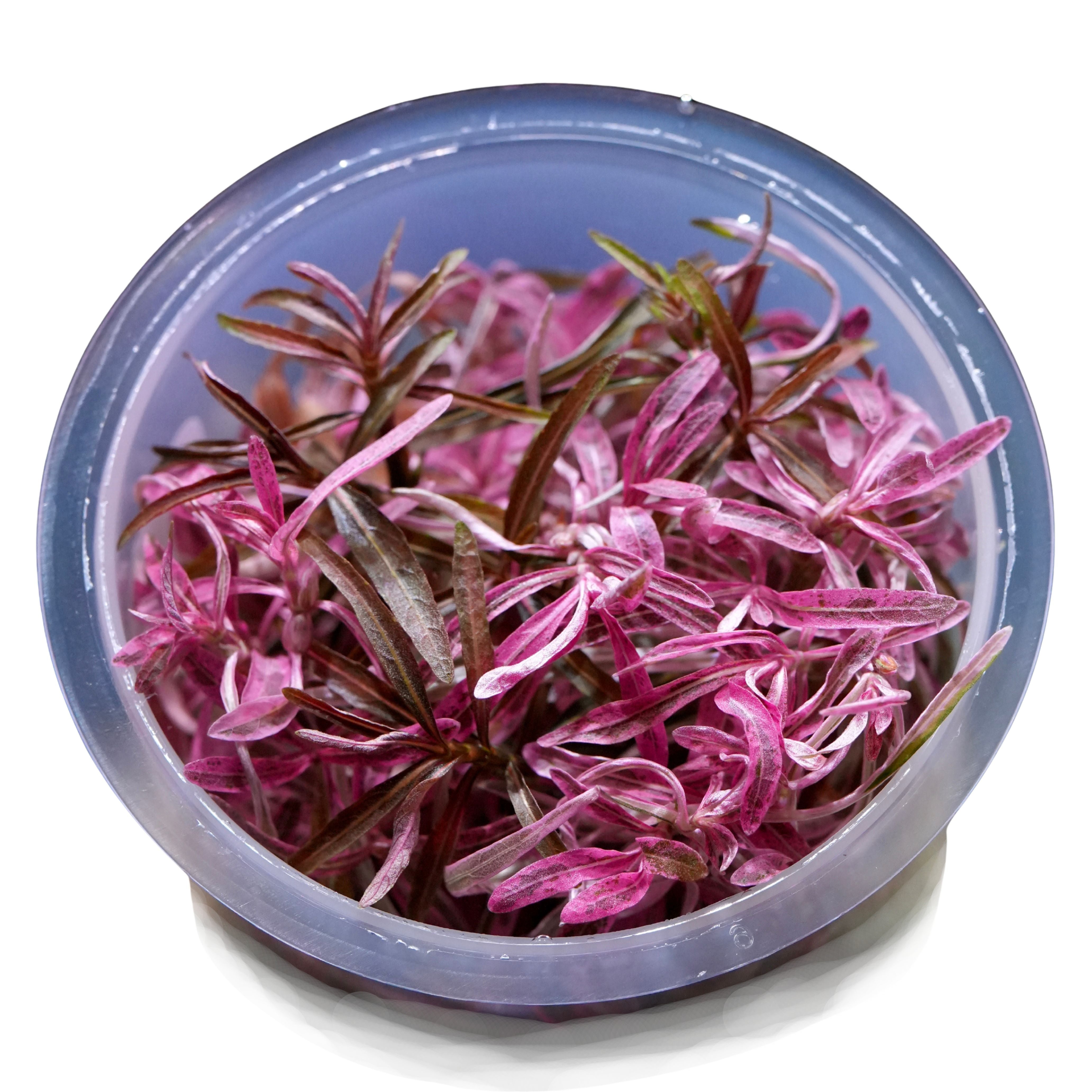 Pink and narrow leaved hygrophila sp chai aquarium plant in pot