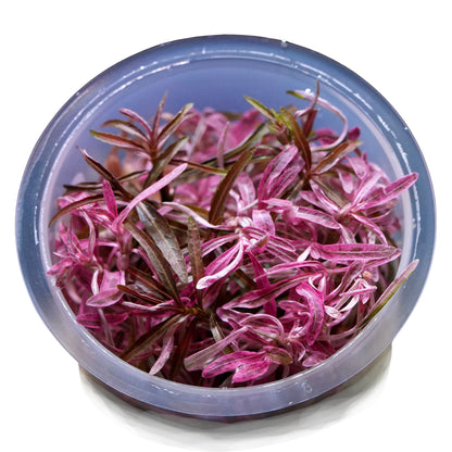 Pink and narrow leaved hygrophila sp chai aquarium plant in pot