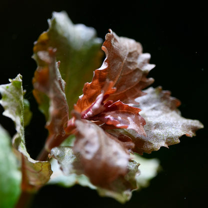 Super macro hygrophila triflora aquarium plant leaf