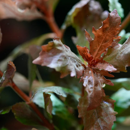 Macro shot of hygrophila triflora aquarium plant