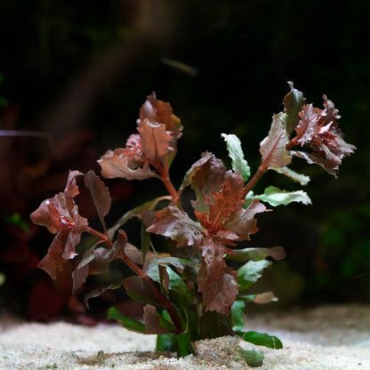 Hygrophila triflora aquarium plant with pink and green leaves on a sandy substrate.