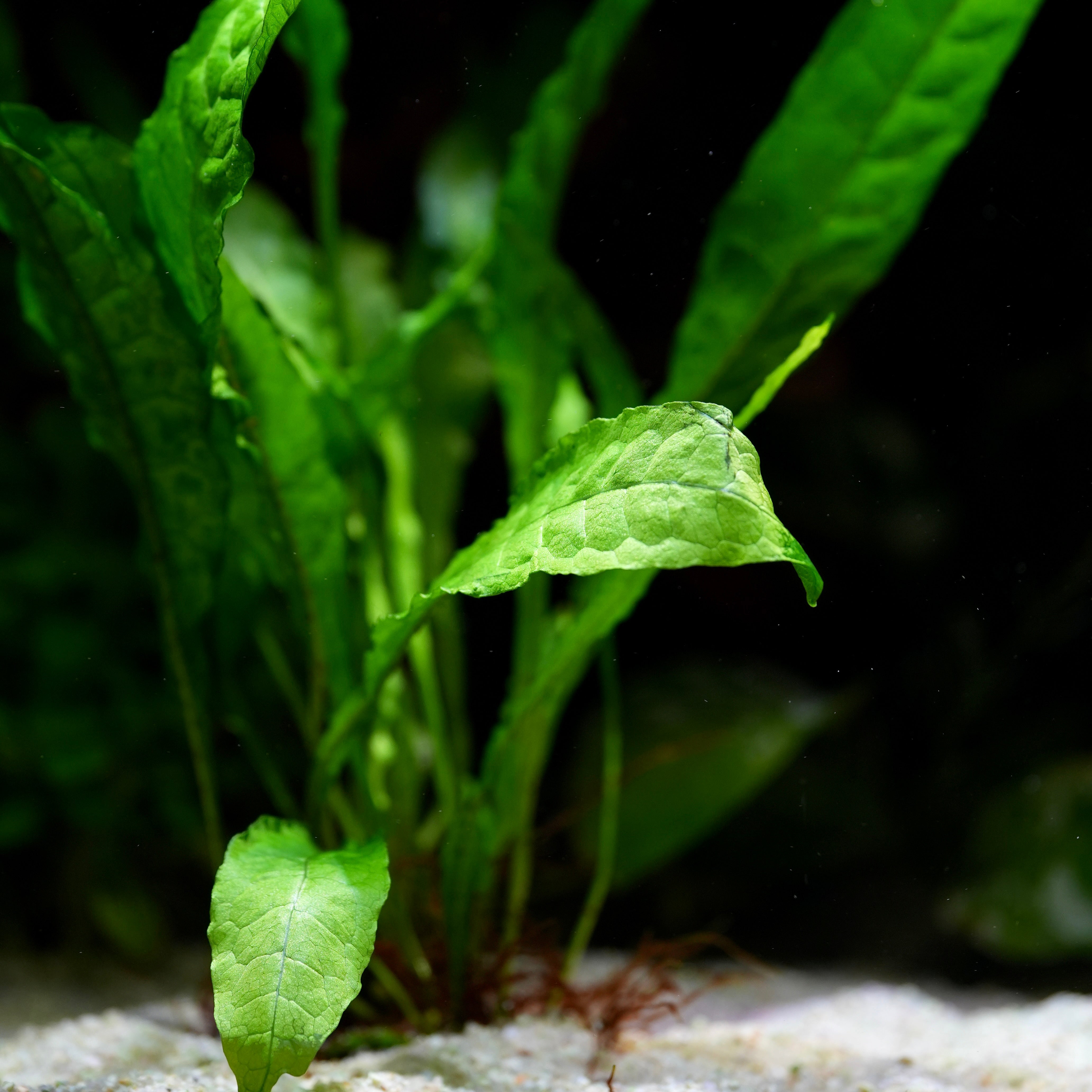 Close-up of green java fern microsorum pteropus aquarium epiphyte plant with a dark background