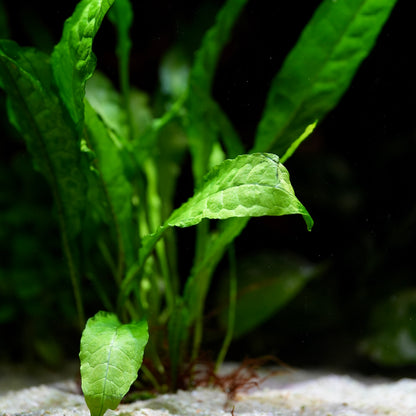 Close-up of green java fern microsorum pteropus aquarium epiphyte plant with a dark background
