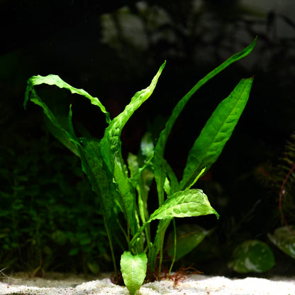 Green leafy java fern microsorum pteropus aquarium epiphyte plant in sand