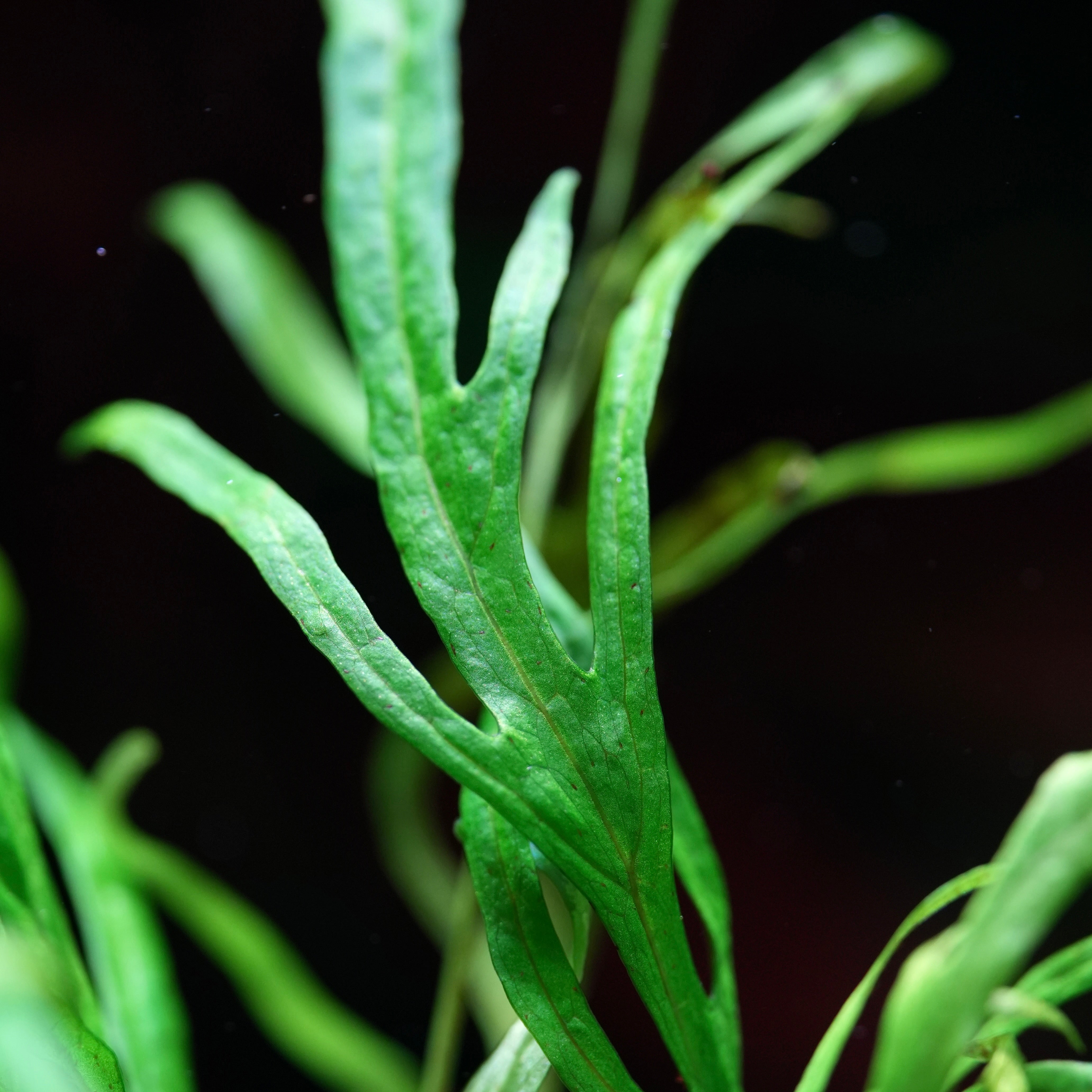 Macro shot of green leaf of java fern trident microsorum pteropus aquarium epiphyte plant