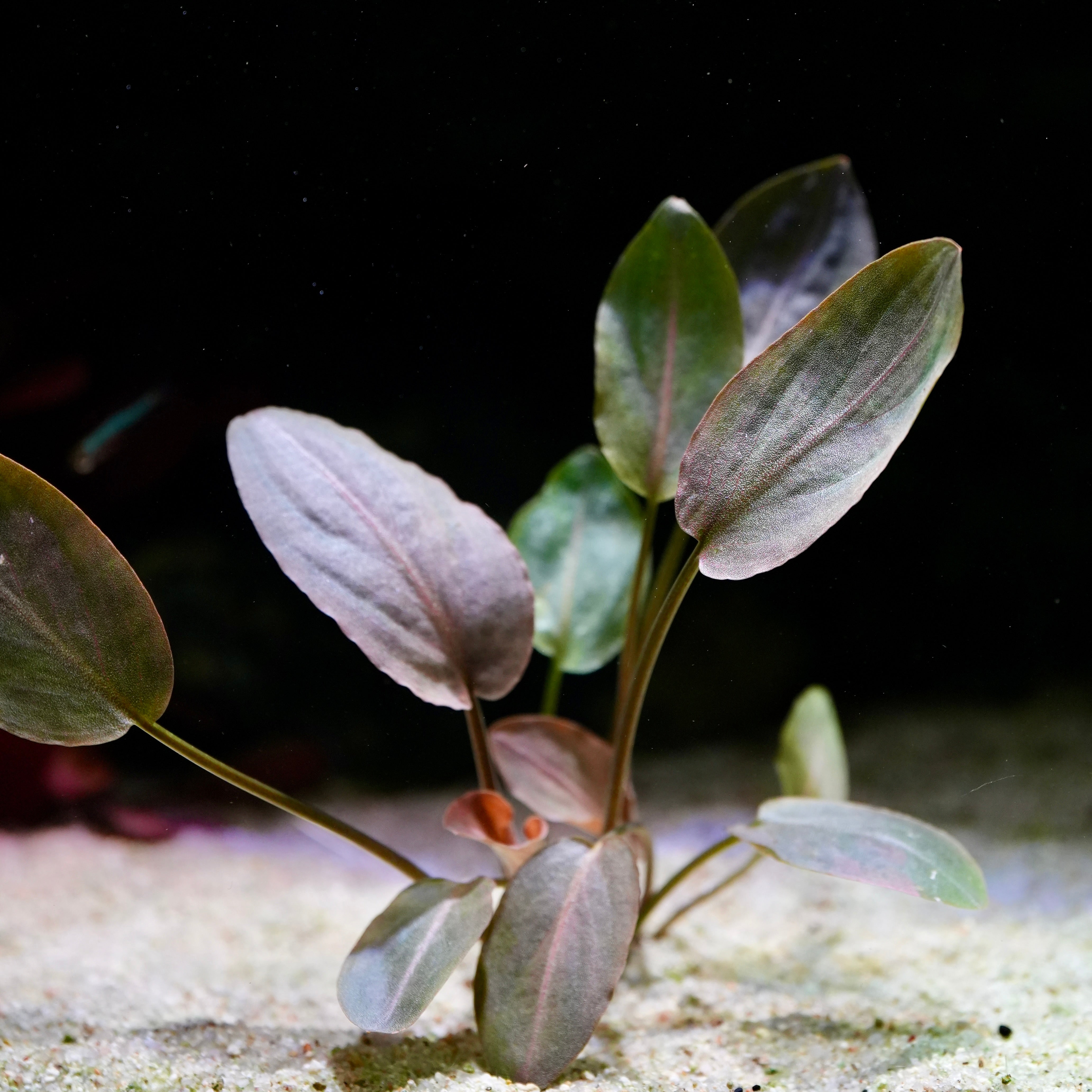 Aquarium plant lagenandra meeboldii red with green and purple leaves on a dark background