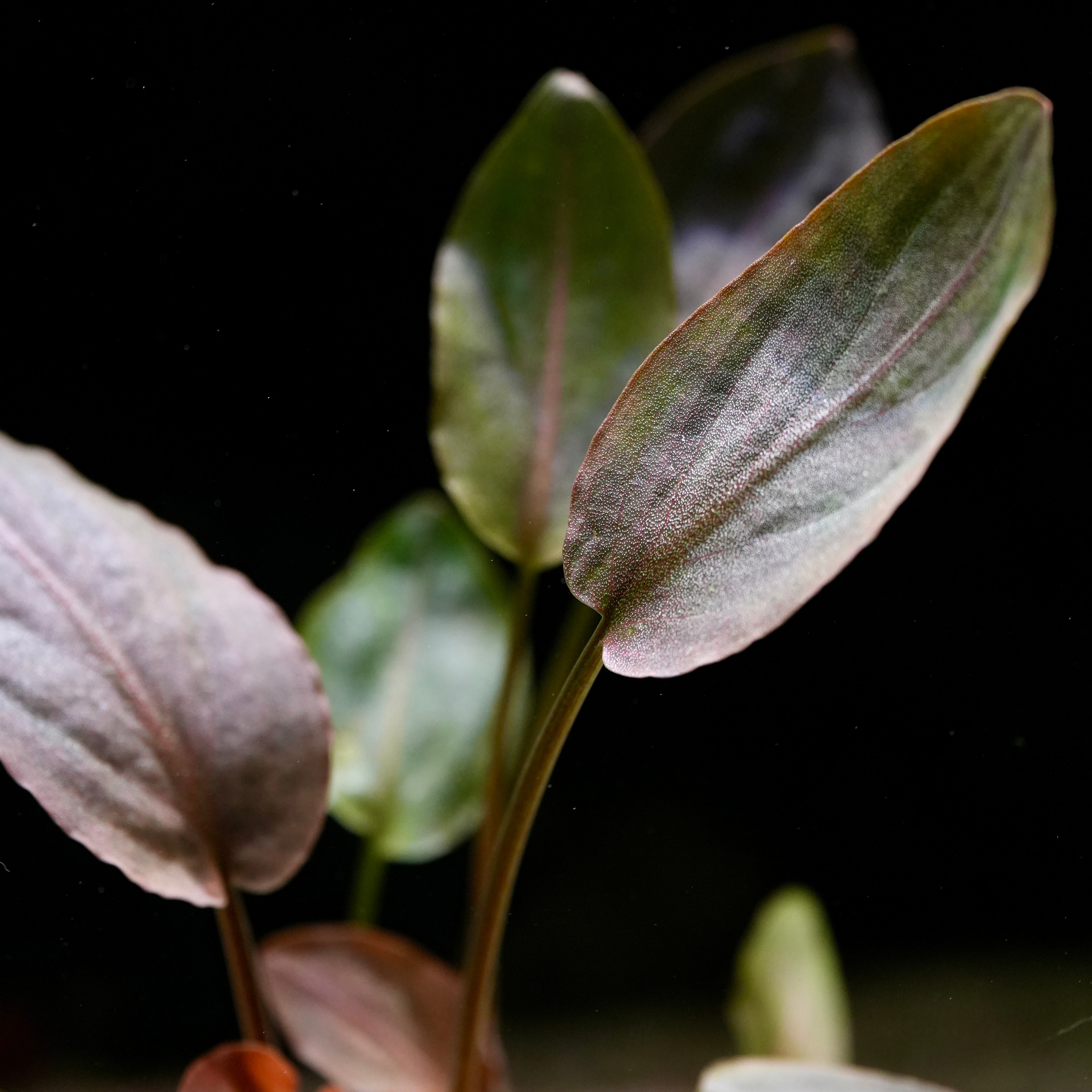 Close-up of plant lagenandra meeboldii with red and green leaves on a dark background
