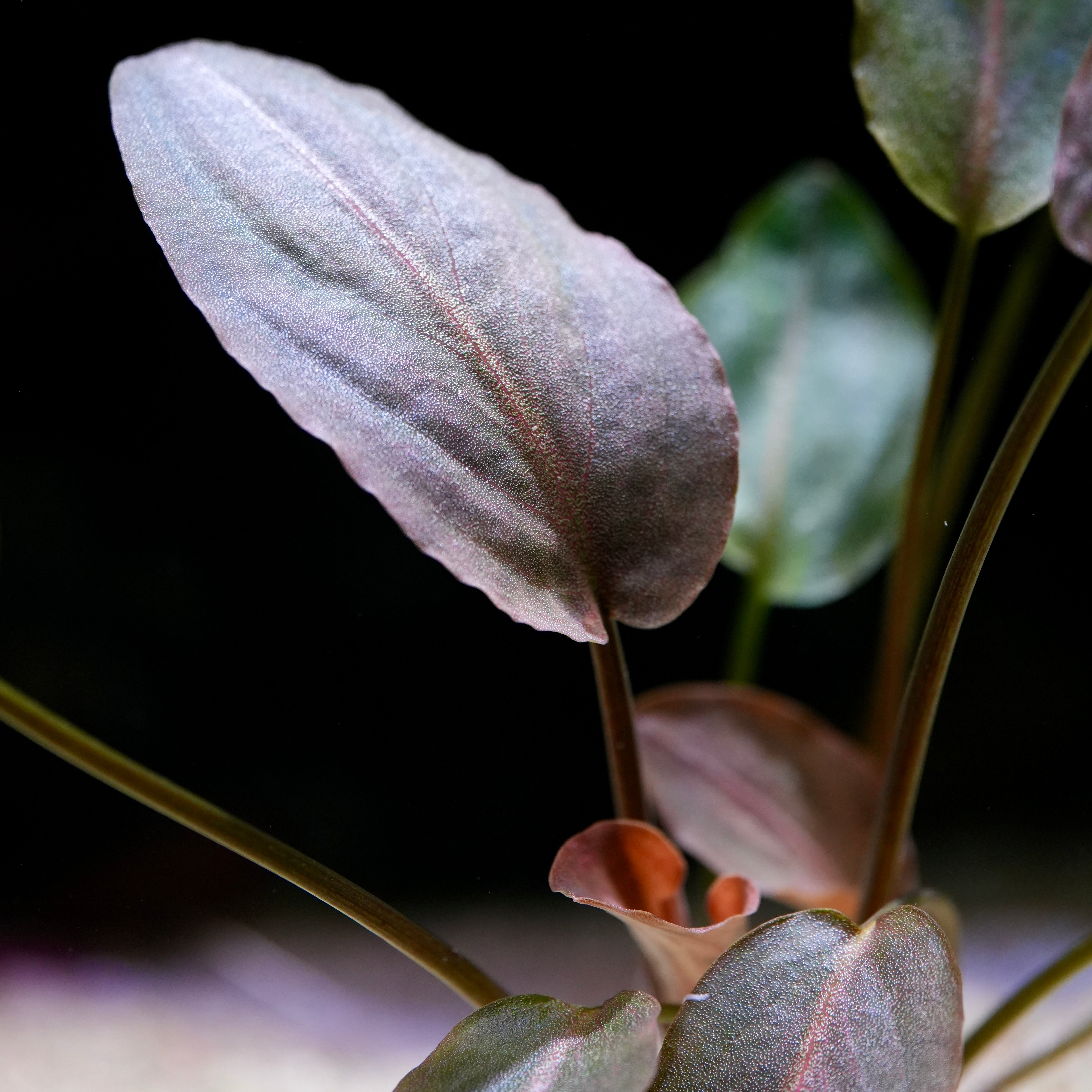 Macro shot of a plant leaf of lagenandra meeboldii red.