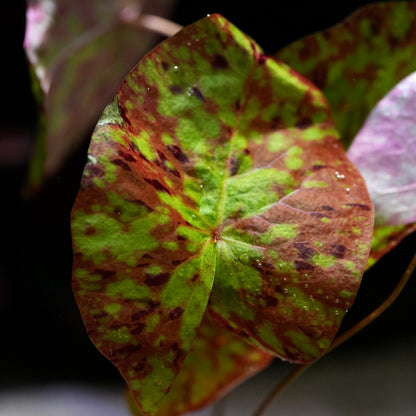 Macro shot of leaf from nymphaea micrantha gefleckt tiger lotus aquatic plant