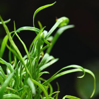 Close-up of green grass lilaeopsis brasiliensis aquarium carpeting plant 