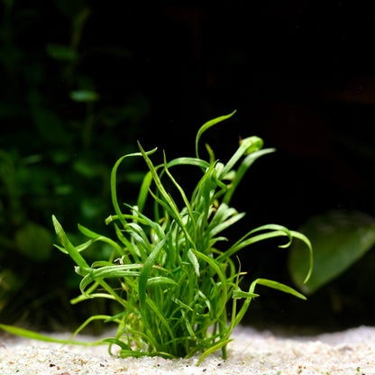 Green grass-like lilaeopsis brasiliensis aquarium carpeting plant