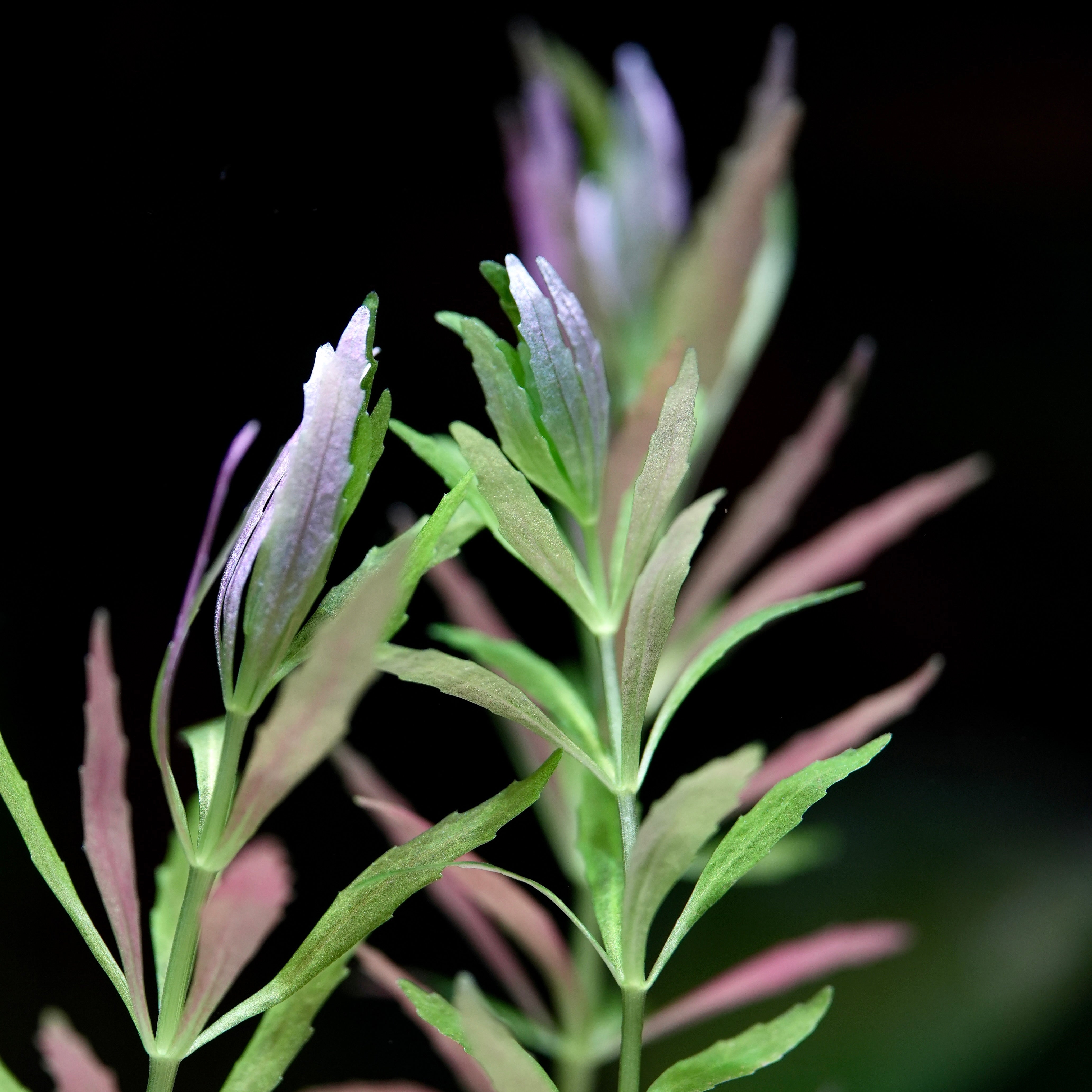Close-up of green and purple leaves of limnophila aromatica mini aquarium stem plant 