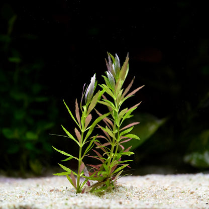Green and pink limnophila aromatica mini aquarium stem plant in sand