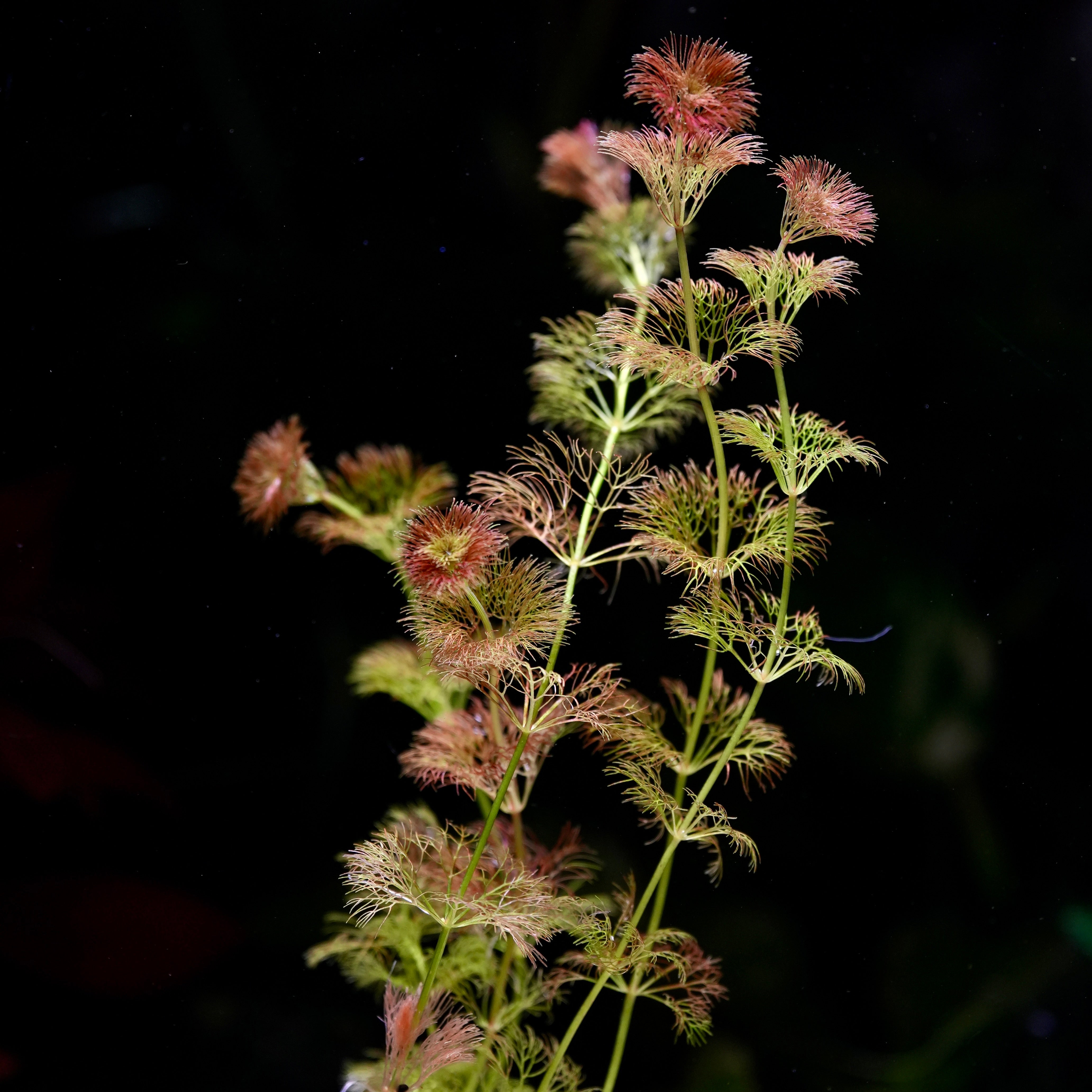 limnophila orange laos aquatic plant with orange and pinkish flowers