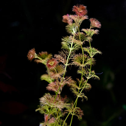 limnophila orange laos aquatic plant with orange and pinkish flowers