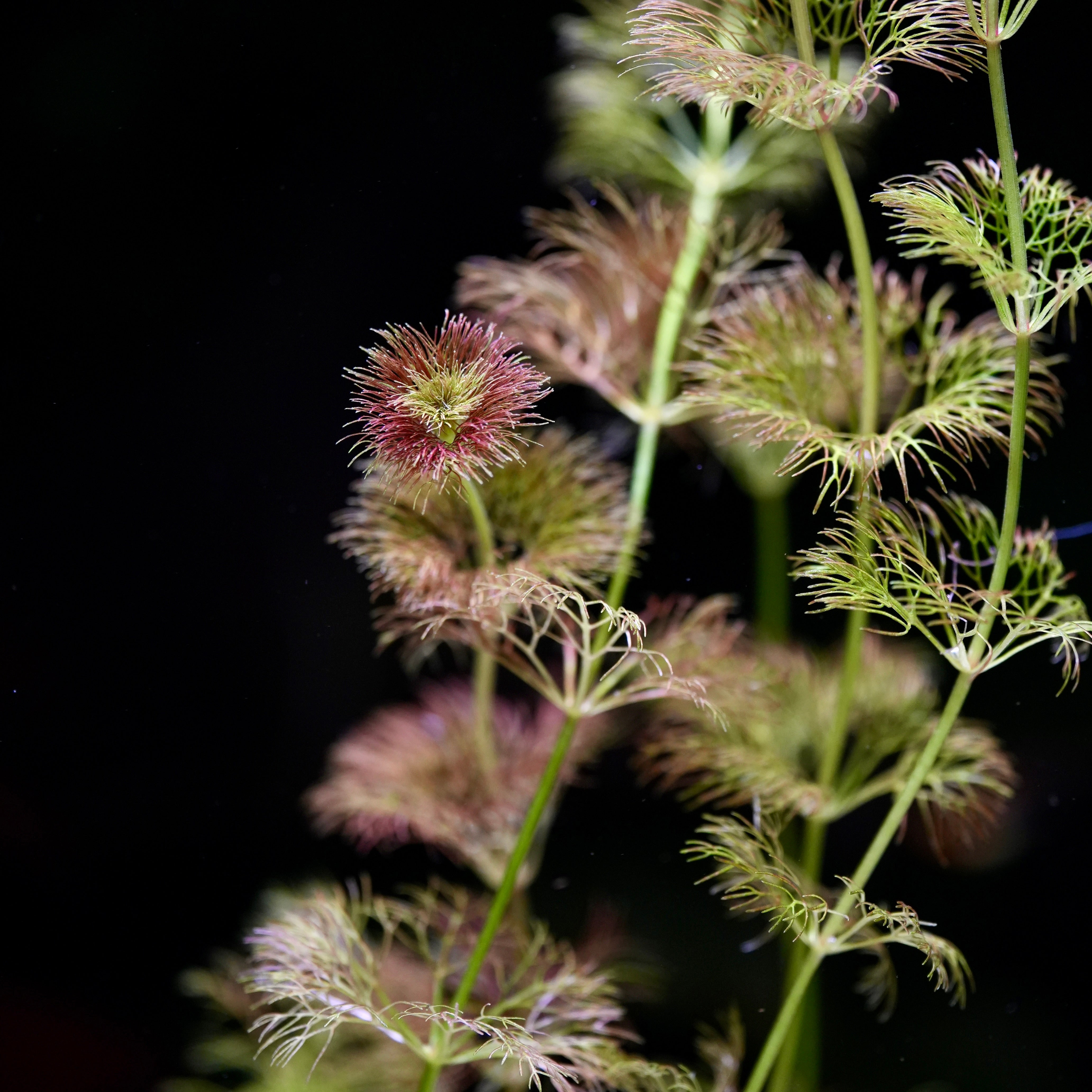 Close-up of limnophila orange laos rare aquarium plant with delicate leaves