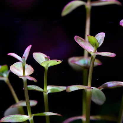 Bunch of lindernia india aquarium stem plants