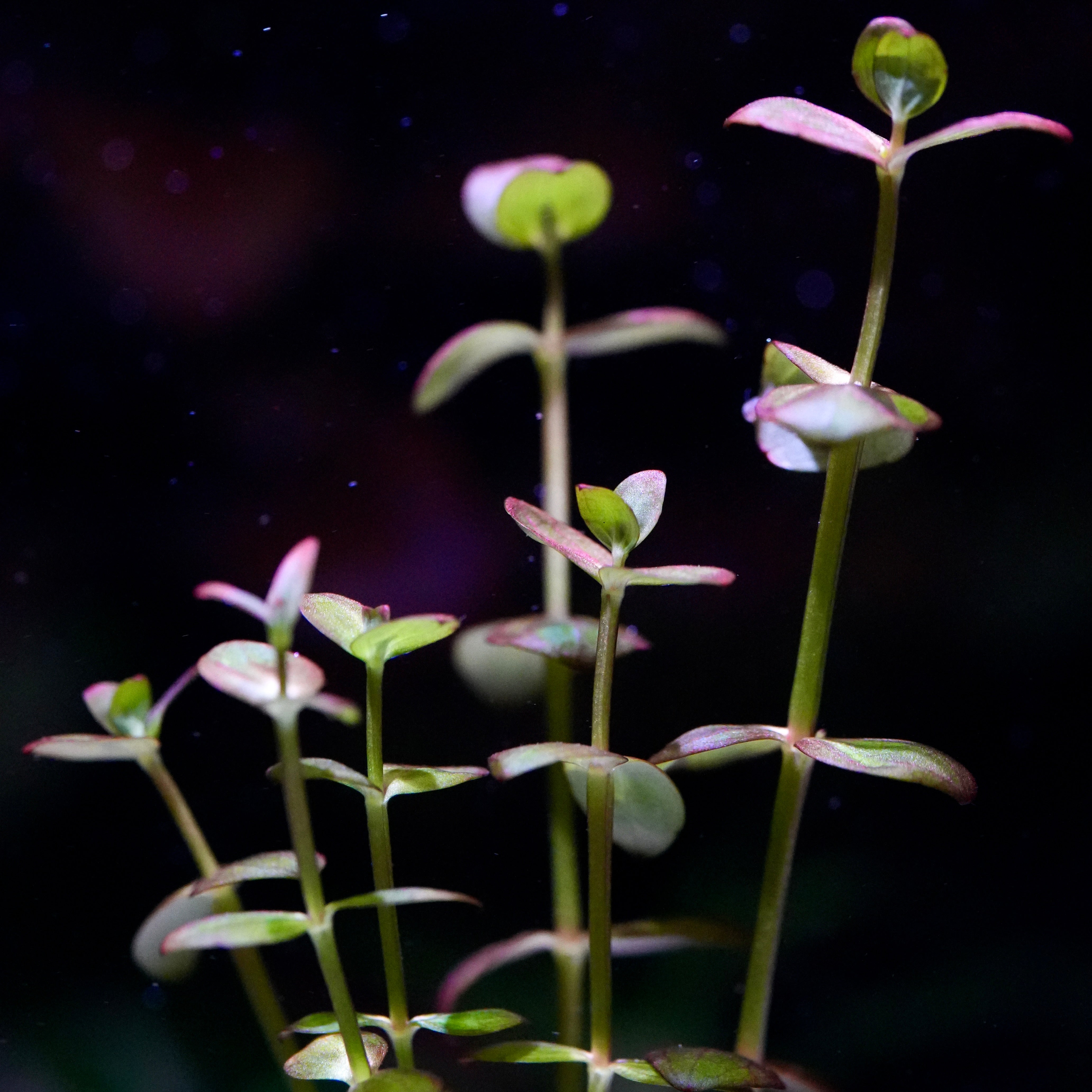 Purple and green lindernia india aquarium stem plant against dark background