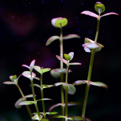 Purple and green lindernia india aquarium stem plant against dark background