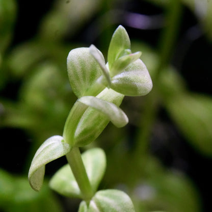 Macro shot of lindernia rotundifolia variegated aquarium plant stem tip