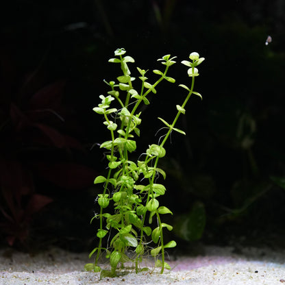 Green lindernia rotundifolia variegated aquarium plant on a sandy substrate