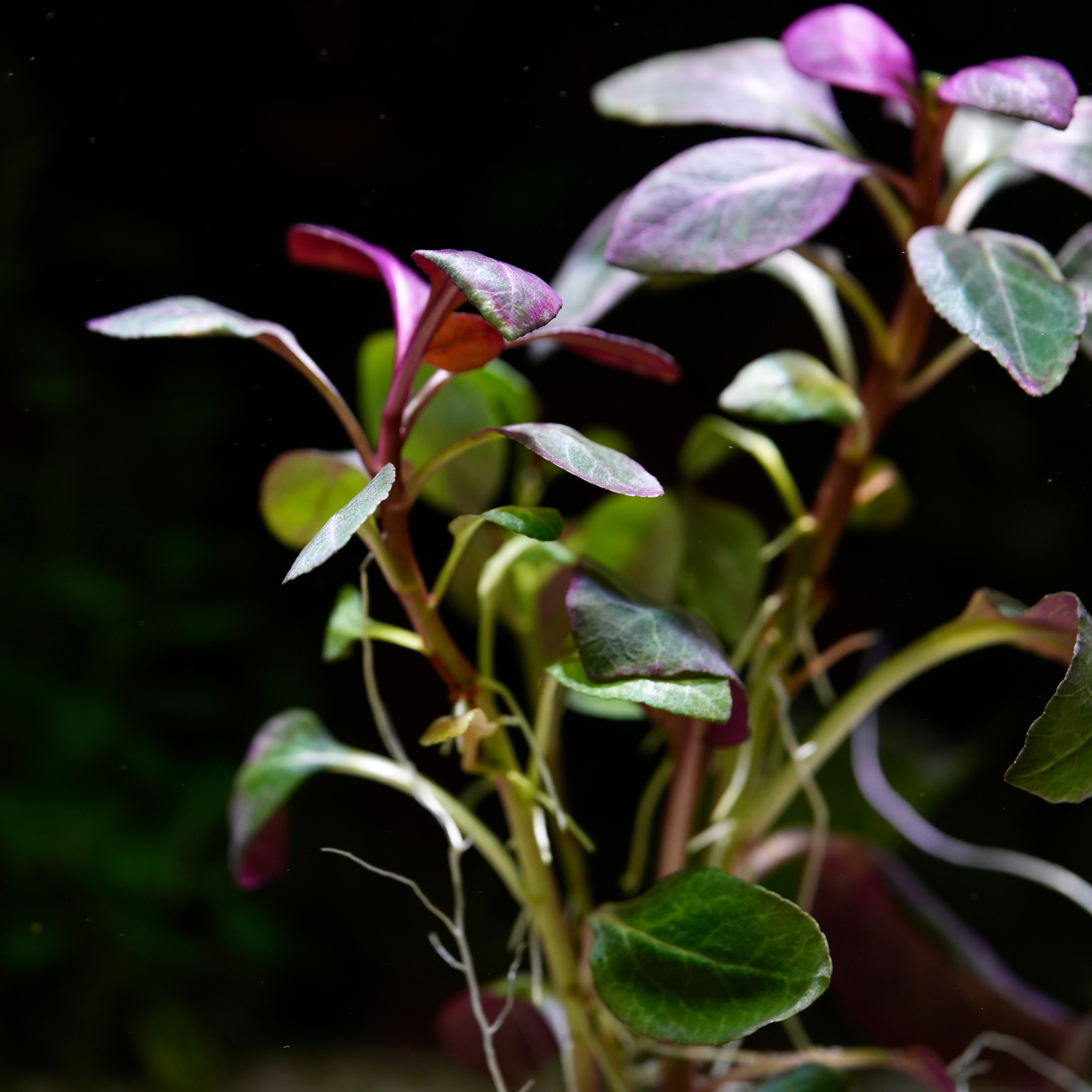 Close-up of a lobelia cardinalis aquarium stem plant with green and purple leaves on a dark background