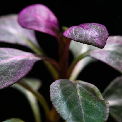 Macro shot of purple and green leaves lobelia cardinalis aquarium stem plant