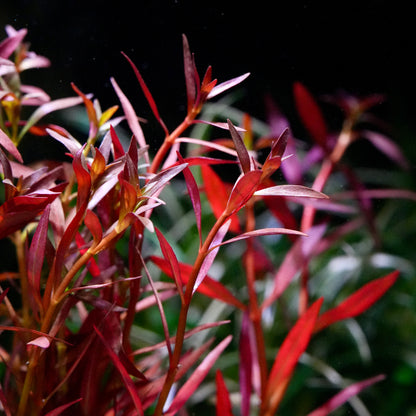 Red ludwigia arcuata aquarium stem plant with slender linear leaves and branching stems.