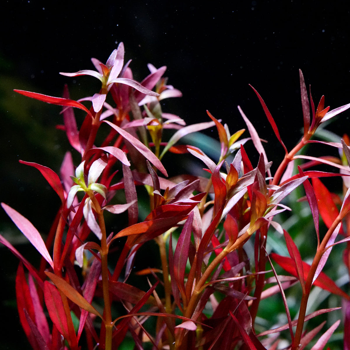 Red ludwigia arcuata aquarium stem plant with slender reddish-brown stems and narrow leaves.