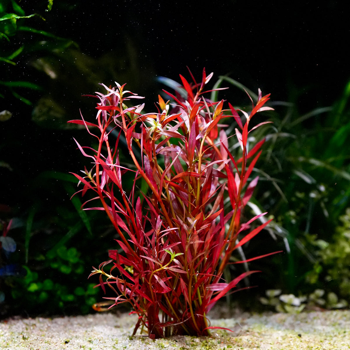 A vibrant red ludwigia arcuata aquarium stem plant growing upright from a sandy substrate.