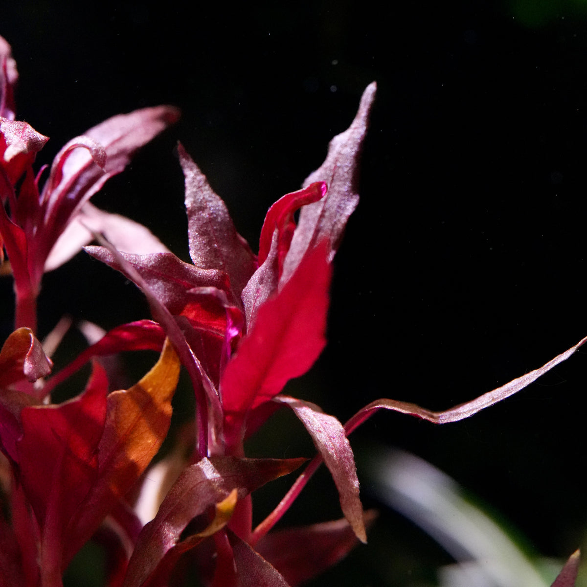 Macro shot of red ludwigia brevipes aquarium stem plant leaves.