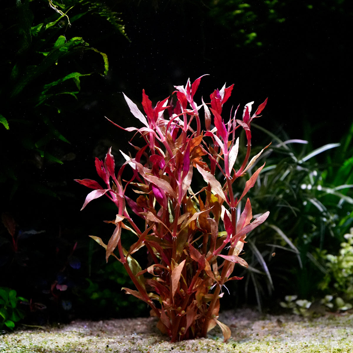 Ludwigia brevipes aquarium stem plant with reddish-pink and brown leaves growing in a tank with gravel substrate and dark background foliage.