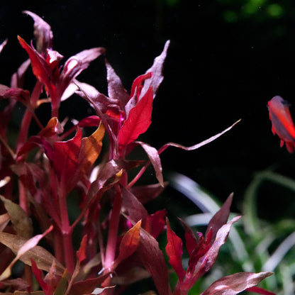 Red ludwigia brevipes aquarium stem plant with long, slender leaves underwater against a dark background.