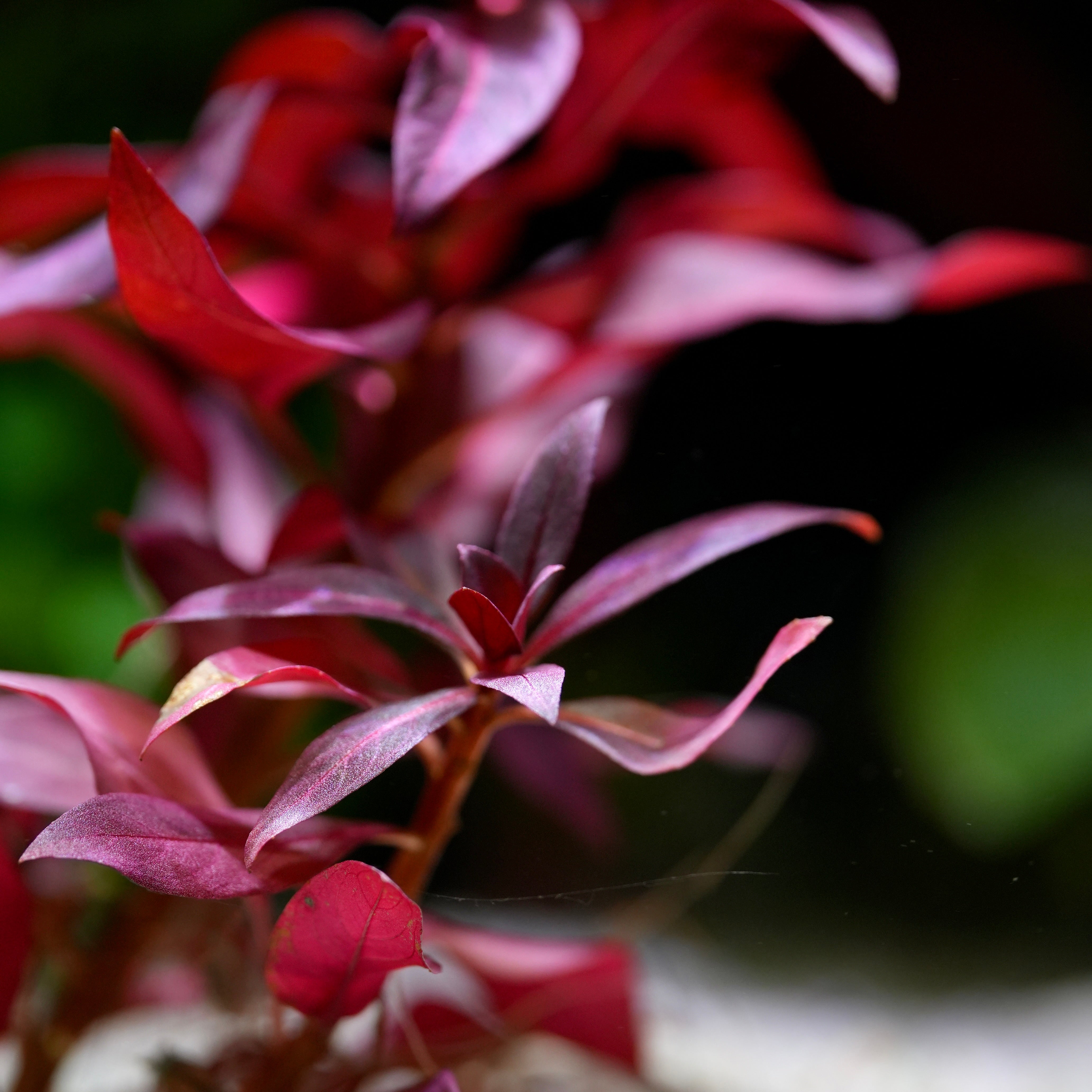 Close-up of red and pink leaves of ludwigia glandulosa aquarium stem plant