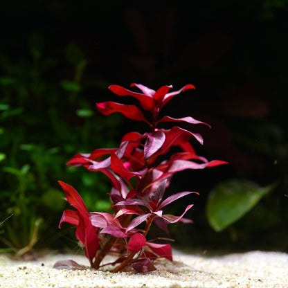 Red ludwigia glandulosa aquarium stem plant in sand