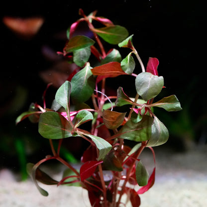 Close up of ludwigia glandulosa diamond aquarium plant with green and red leaves