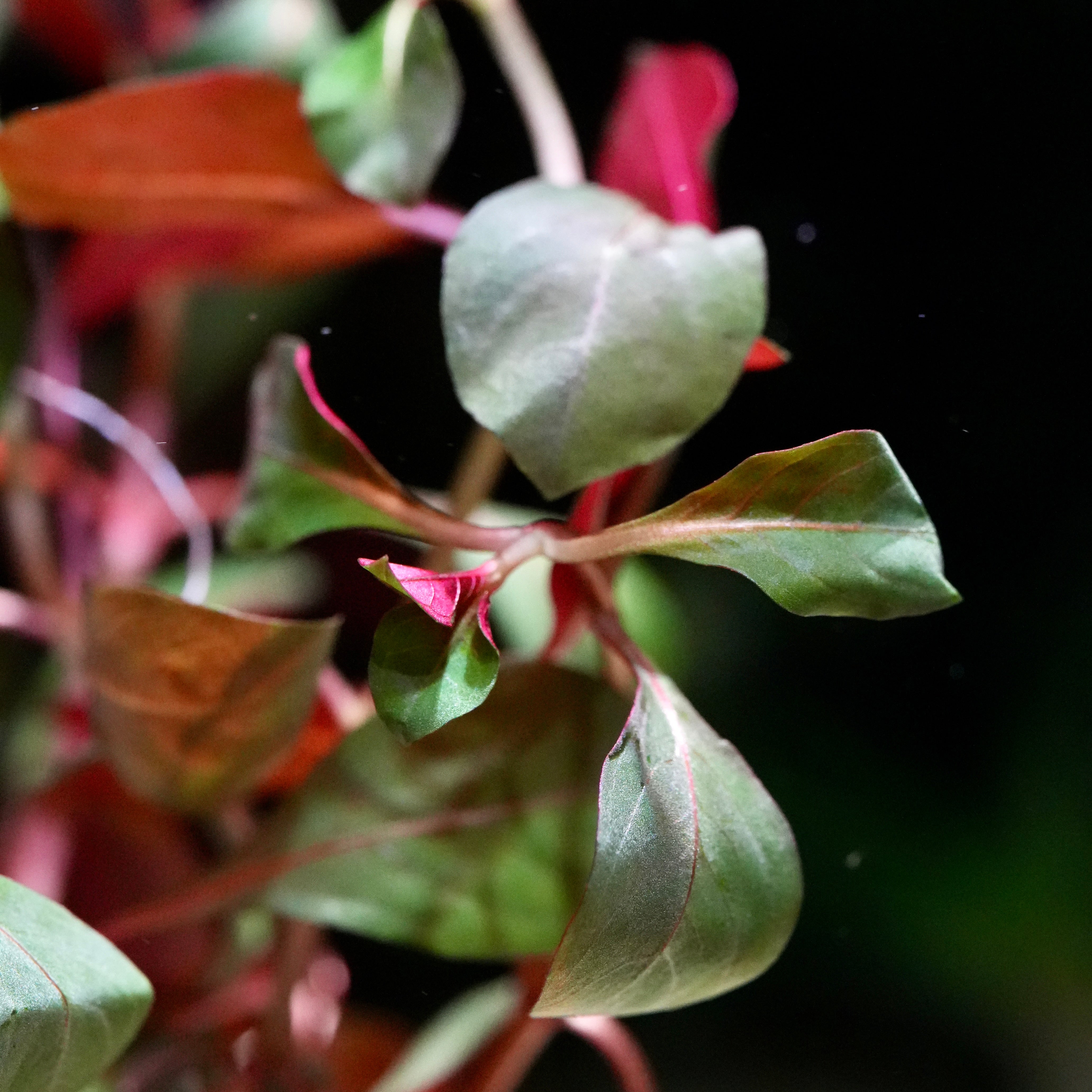 Macro shot of green ludwigia glandulosa diamond aquarium plant leaves with pinkish-red veins