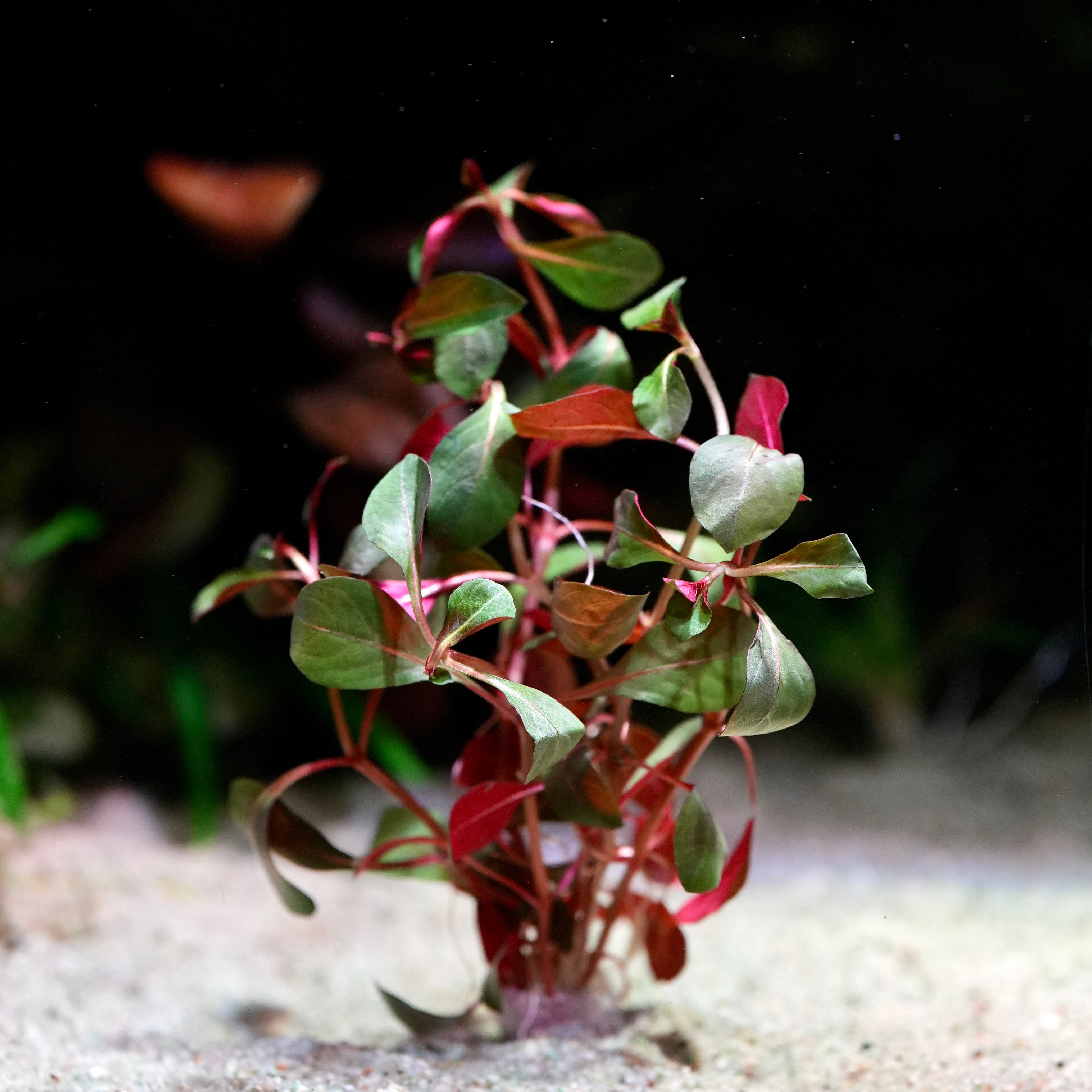 Ludwigia glandulosa diamond aquarium plant with red and green leaves on a dark background
