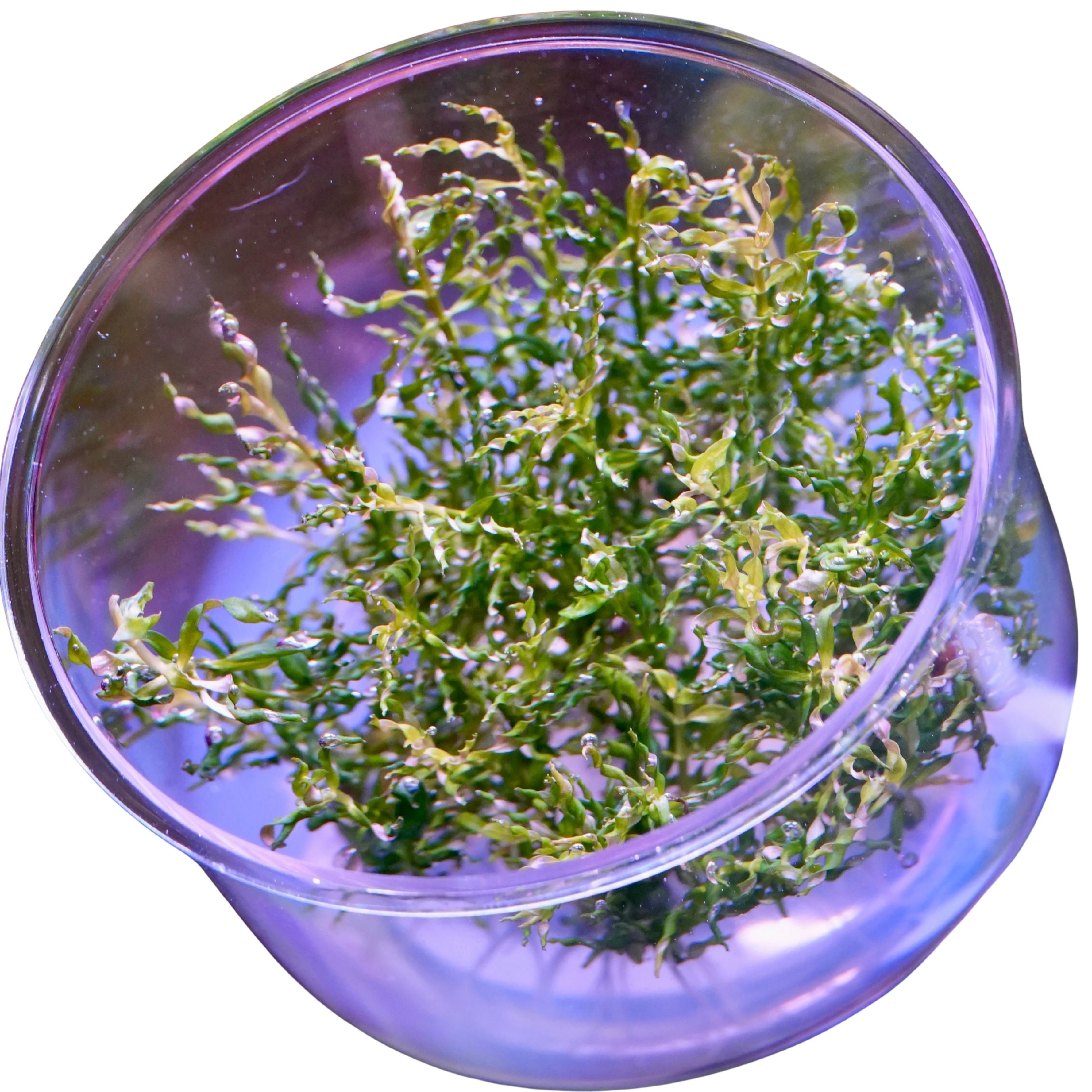 Green leafy ludwigia inclinata curly tornado aquarium plant in vitro