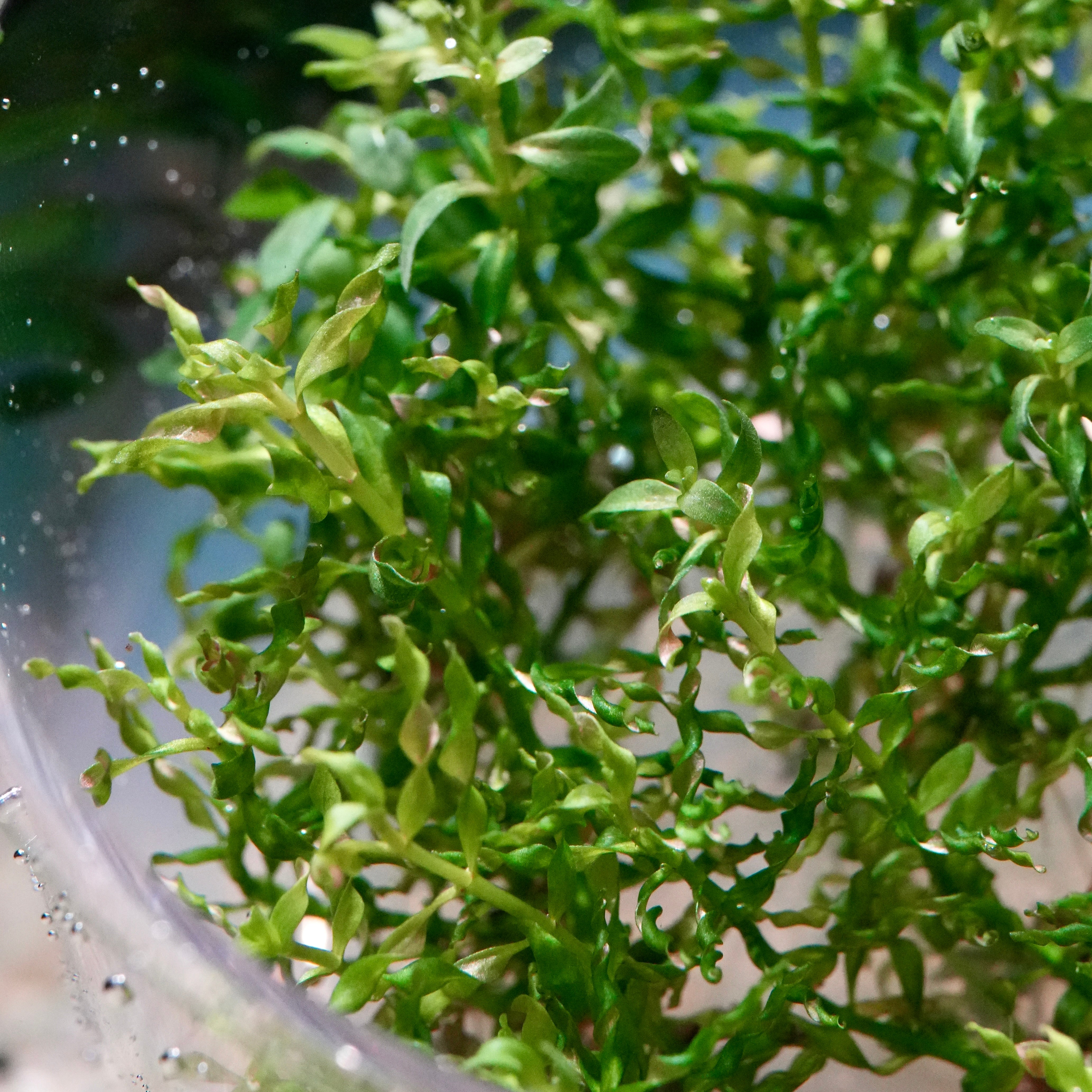 Close-up of green ludwigia inclinata tornado curly aquatic plant in water