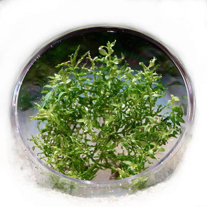 Close-up of green ludwigia tornado curly aquatic plants in vitro