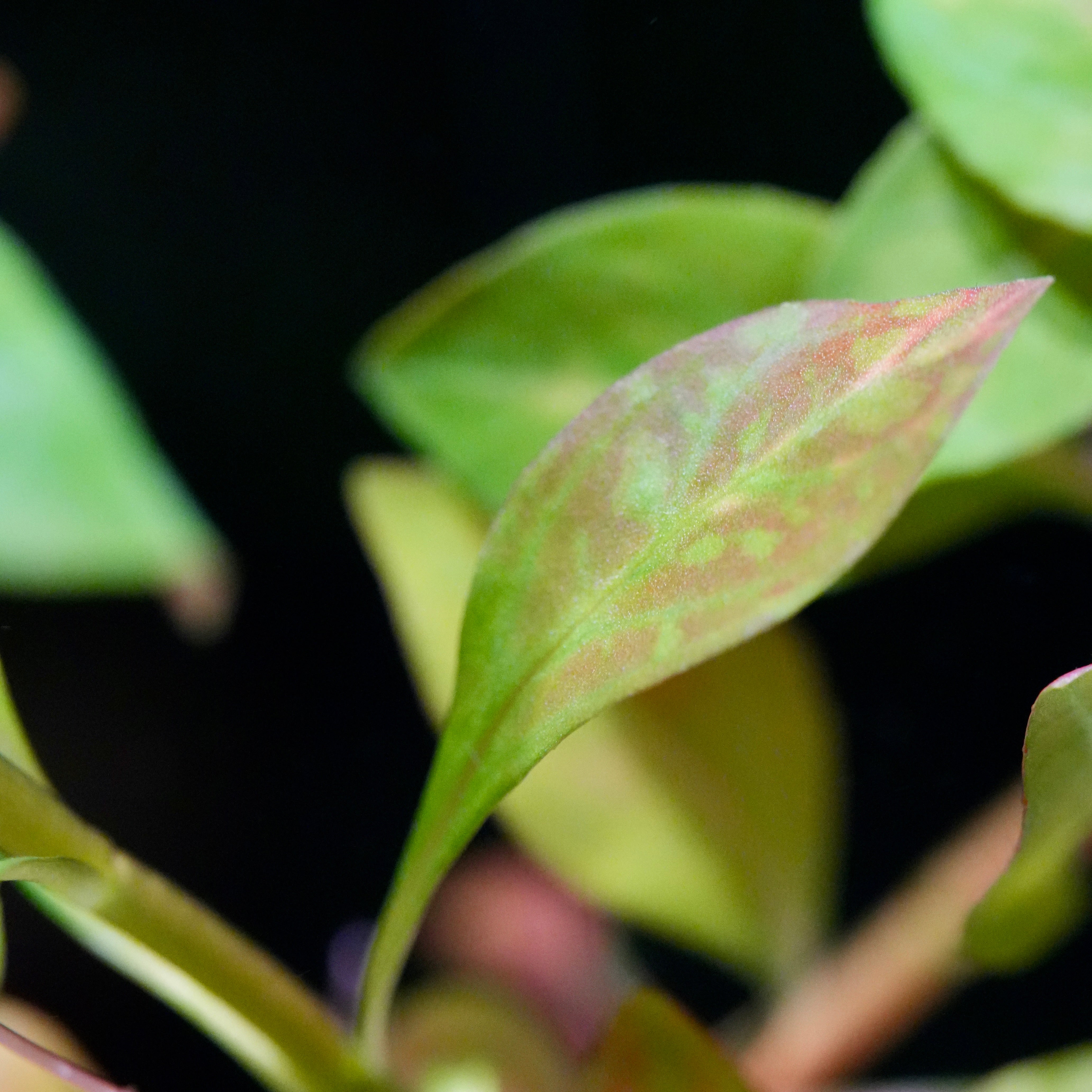 Macro shot of ludwigia inclinata dark orange aquarium plant leaf pattern