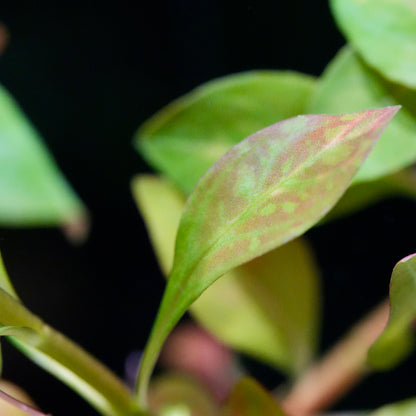 Macro shot of ludwigia inclinata dark orange aquarium plant leaf pattern