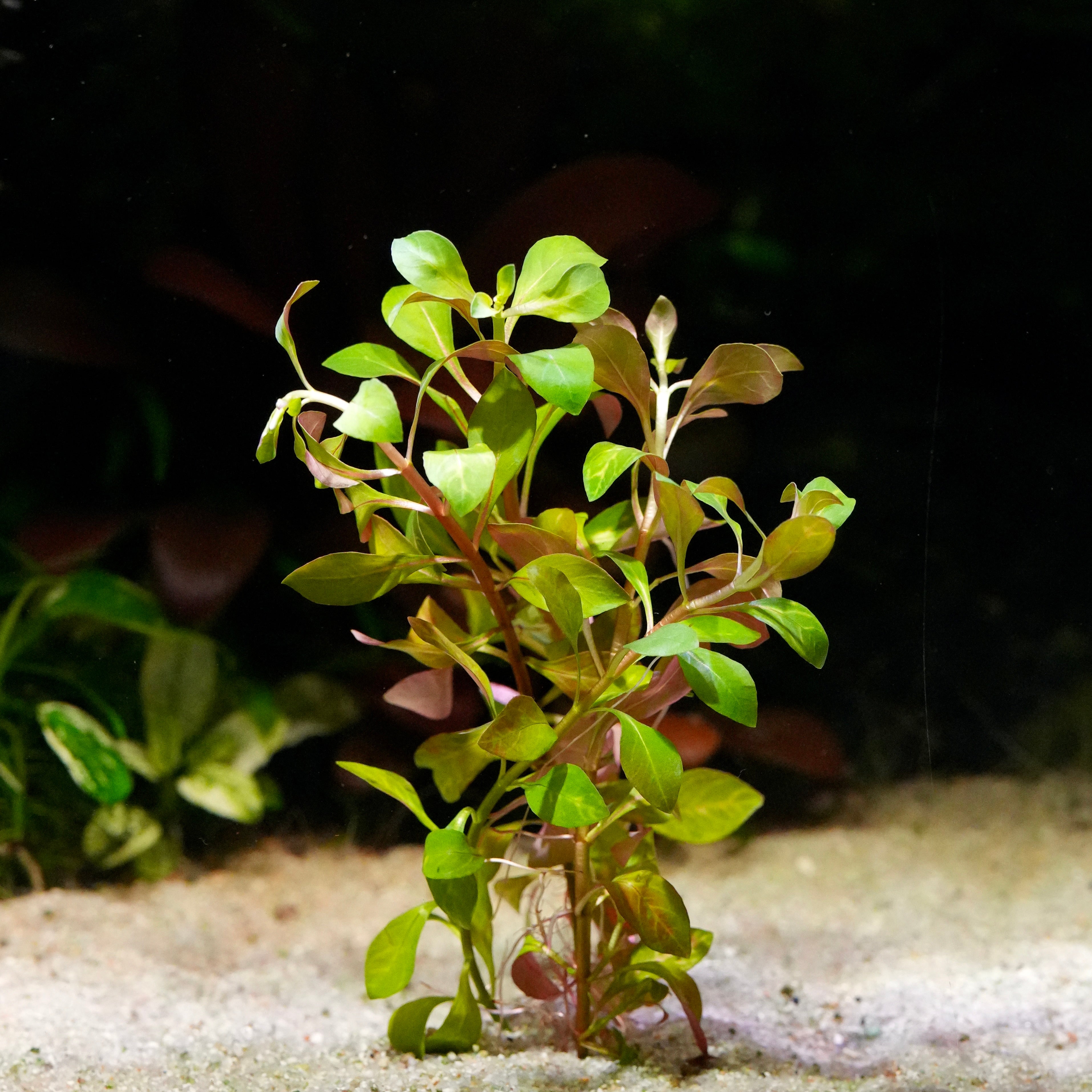 Green and orange ludwigia inclinata dark orange aquarium plant in sand