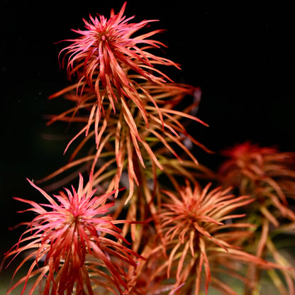 Close-up of a ludwigia inclinata var. verticillata meta aquatic plant with red fluffy leaves