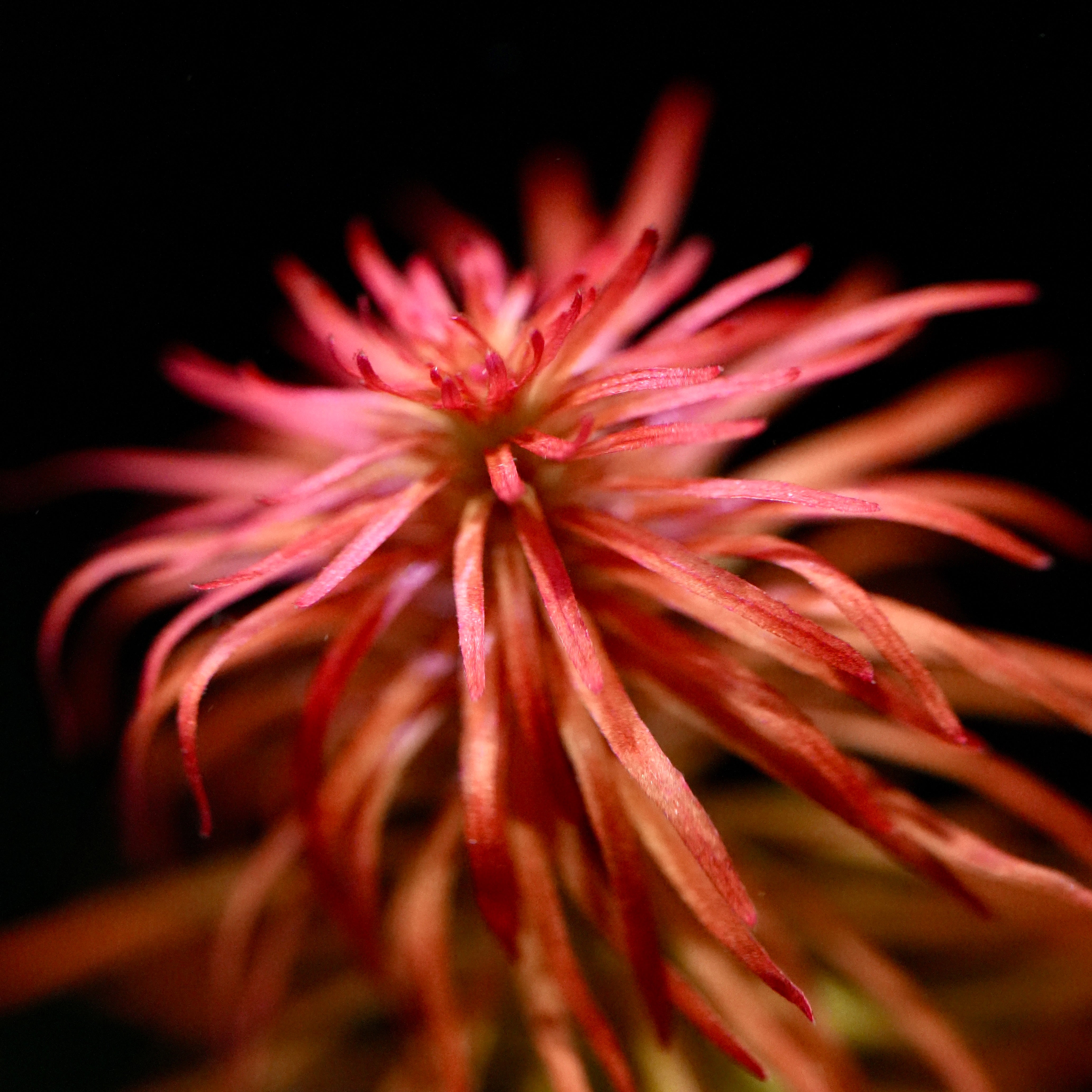 Macro shot of ludwigia inclinata var. verticillata meta aquatic plant with fluffy narrow leaves